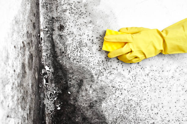Best Same-Day Mold Removal  in Forestdale, MA