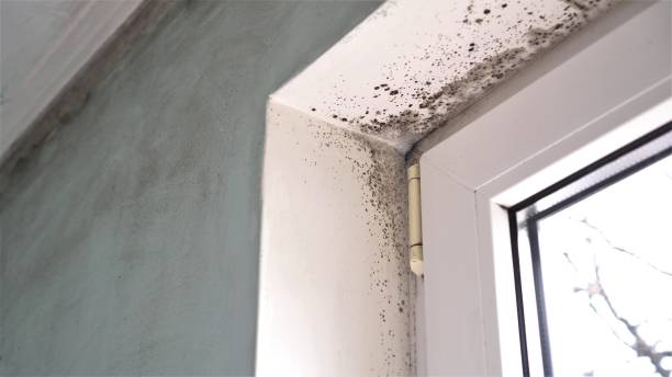Best Mold Removal Specialists  in Forestdale, MA