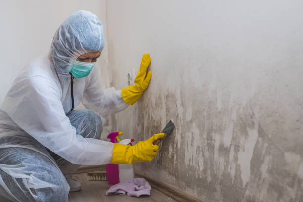 Best Local Mold Removal Service  in Forestdale, MA