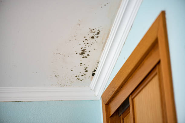 Best Crawl Space Mold Removal  in Forestdale, MA