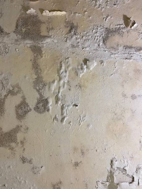 Mold Testing and Removal in Forestdale, MA