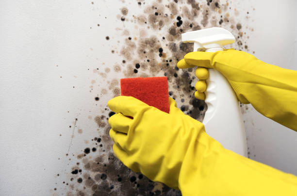 Best Mold Testing  in Forestdale, MA