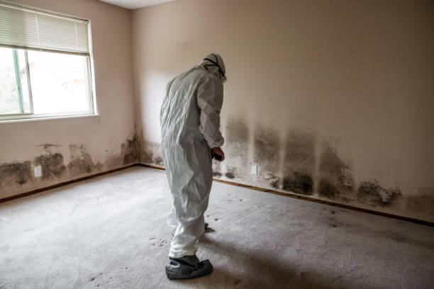 Best Mold Cleaning Services  in Forestdale, MA