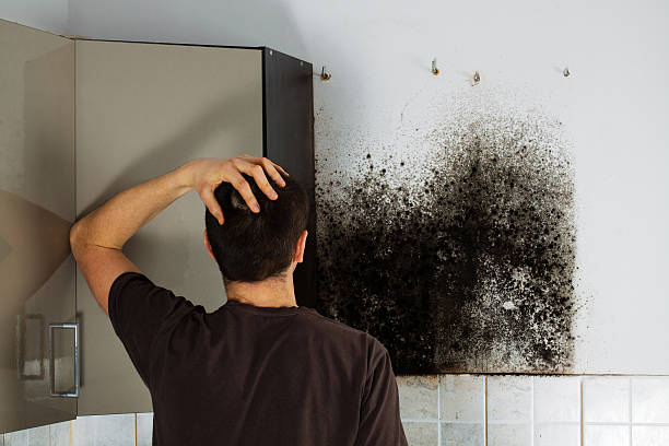 Best Commercial Mold Removal  in Forestdale, MA