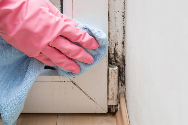 Best Affordable Mold Removal  in Forestdale, MA