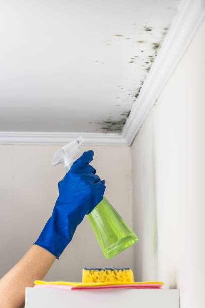 Best Office Mold Removal Services  in Forestdale, MA